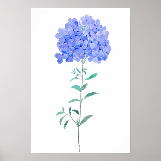 Poster cor azul roxa Plumbago auriculata flor (Frente)