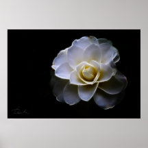 cor branca da camellia