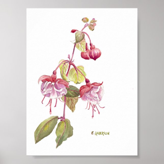 Poster Cor-d-água de Fushsia (Frente)