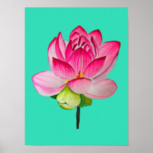 Poster Cor da água da flor de lótus rosa, arte fina