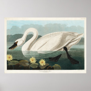 Poster Cor da Água do Swan Branco
