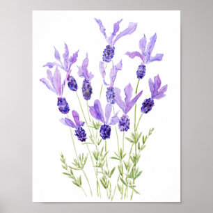 Poster cor d'água da lavanda francesa roxa