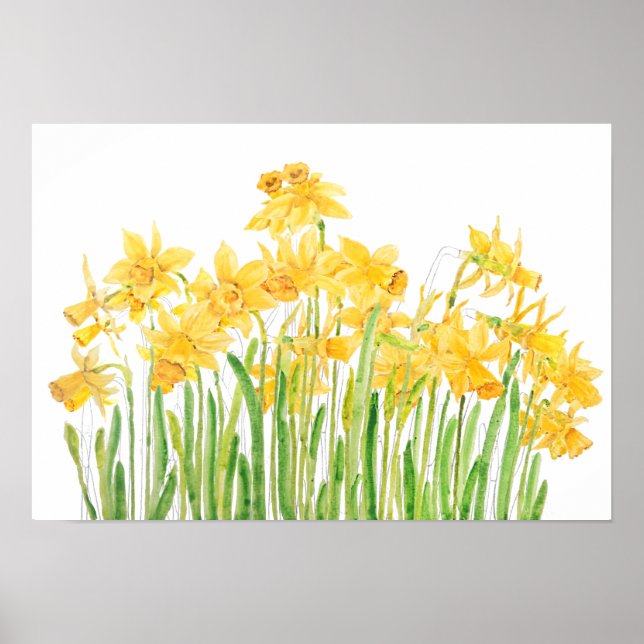 Poster cor d'água do campo amarelo daffodils (Frente)