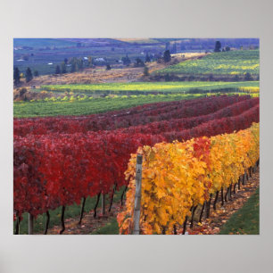Poster Cor de queda intensa de vermelho e amarelo em Gehr