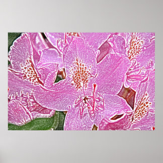 Poster cor-de-rosa