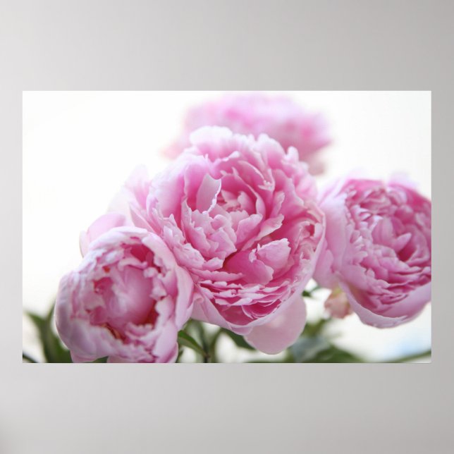 poster cor-de-rosa (Frente)