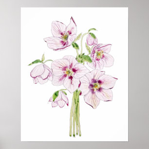 Poster cor-de-rosa da água das flores dos hellebores