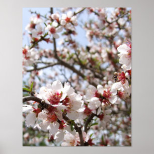 Poster cor-de-rosa da flor da árvore