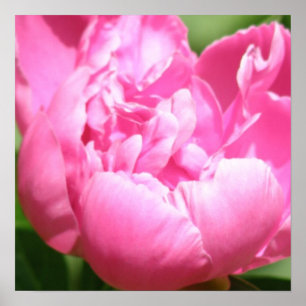 Poster cor-de-rosa da peônia