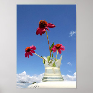 Poster cor-de-rosa das flores dos coneflowers