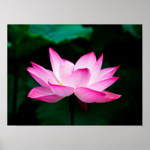 Poster cor-de-rosa de Lotus