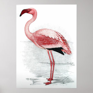 Poster cor-de-rosa do flamingo do vintage