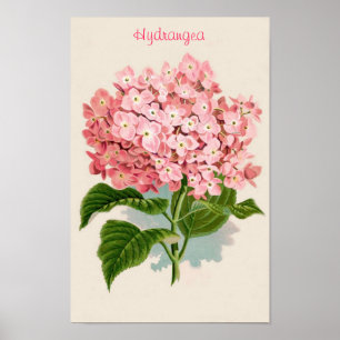 Poster cor-de-rosa do Hydrangea