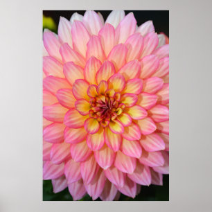 Poster cor-de-rosa e amarelo do impressão da flor