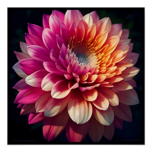 Pôster Cor-de-rosa-rosa-branca-rosa-azul-dália Flor (Frente)