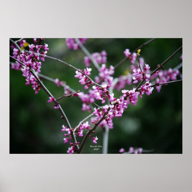 Poster Cor de Yosemite (Frente)