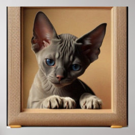 Poster Cor escura do gato Sphynx kitten bonito