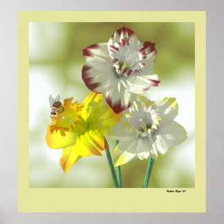 Pôster Cor Favorita