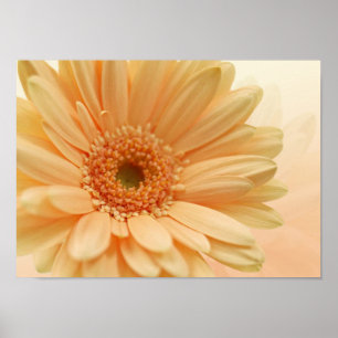 Pôster cor macia do pêssego do Margarida-gerbera.