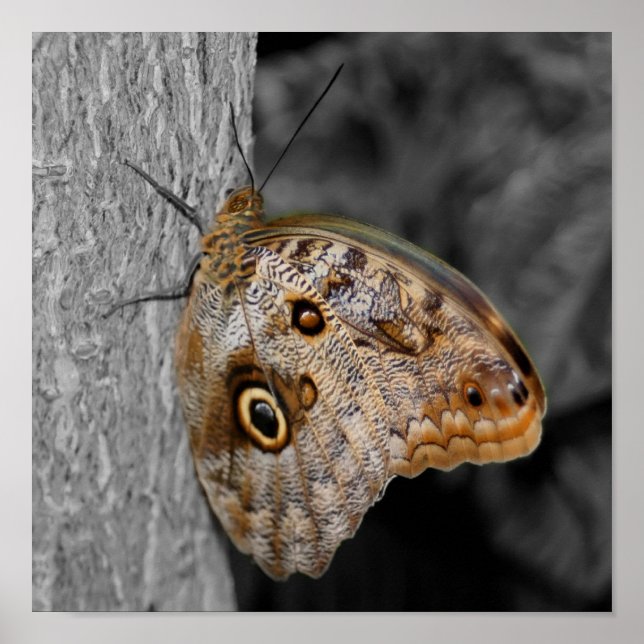 Poster Cor Parcial da Borboleta Marrom (Frente)