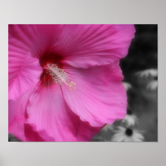 Poster Cor Parcial do Flor de Hibisco Rosa (Frente)