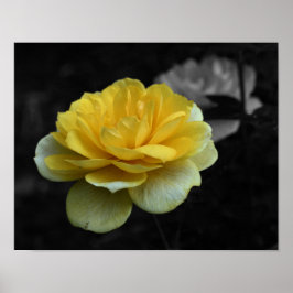 Pôster Cor Parcial do Flor Rosa Amarelo