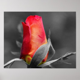 Poster Cor Parcial do Rosebud Vermelho