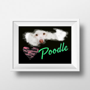 Poster Cor Sólida dos Olhos do Poodle