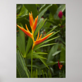 Pôster Cor tropical