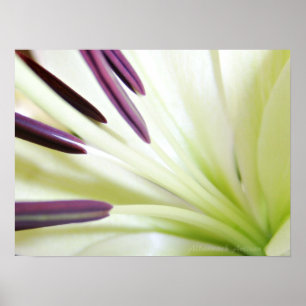 Poster Coração da Fotografia Floral de Lily Fine Art