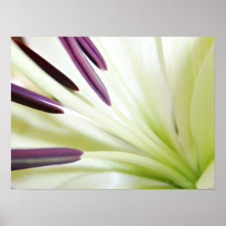 Poster Coração da Fotografia Floral de Lily Fine Art