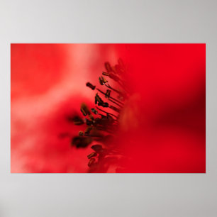 Pôster Coração de Popy