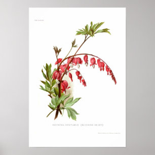 Pôster Coração de sangramento (spectablis do Dicentra)