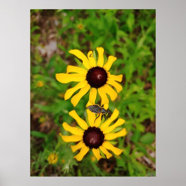 Poster Coração de Summer - Fotografia de Ken Gage (Frente)