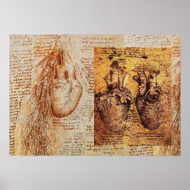 Pôster Coração E Seus Vasos Sanguíneos / Artérias Bronqui (Frente)