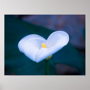 Poster Coração Elegante em Forma de Lírio Branco