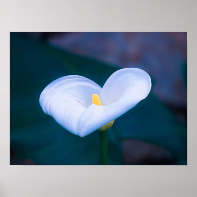 Poster Coração Elegante em Forma de Lírio Branco (Frente)