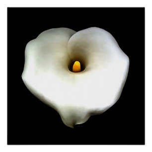 Pôster Coração Solteiro Artístico Moldado Calla Lily Isol
