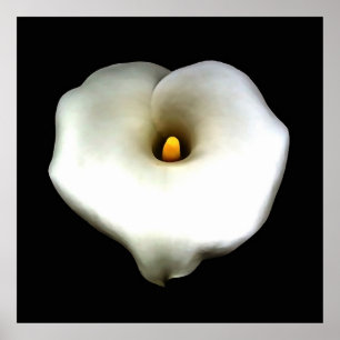 Poster Coração Solteiro Artístico Moldado Calla Lily Isol