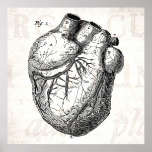 Pôster Corações cardíacos retros da anatomia do coraç