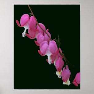 Poster Corações com Hemorragia Rosa Flor