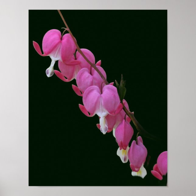 Poster Corações com Hemorragia Rosa Flor (Frente)