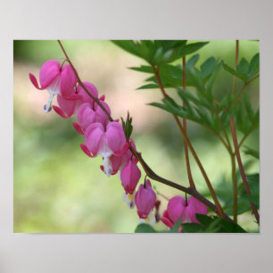 Pôster Corações com Hemorragia Rosa Flor