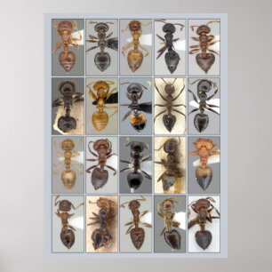 Poster Corações de Crematogaster AntWeb