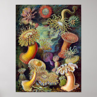 Poster Coral