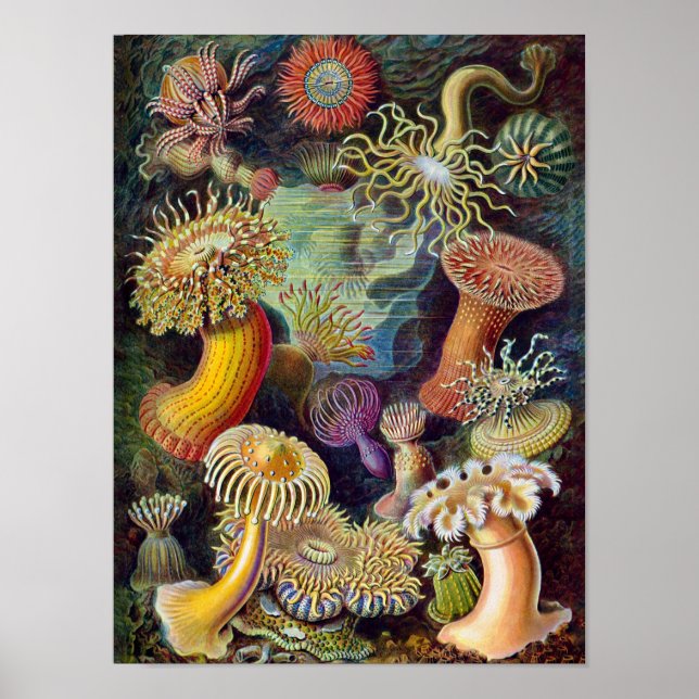 Poster Coral (Frente)