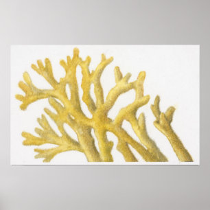 Poster Coral amarelo