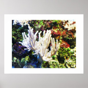 Poster Coral branco ramificado