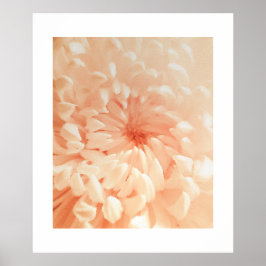 Poster Coral Chrysanthemum
