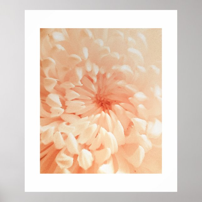 Poster Coral Chrysanthemum (Frente)